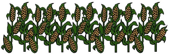 Corn